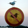 Profilbild von Rebe1WithaCause