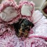 💜 Paula 🐾♥️🪶 profil fotoğrafı