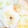 mi_kotori's profile picture