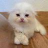Cher ૮ ᴗ͈ˬᴗ͈ෆა's profile picture