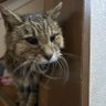 ねこみや33's profile picture