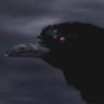 Raven_fcyg's profile picture