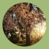 Sakura❀*⛩️🌙💚 profil fotoğrafı
