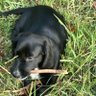 Profilbild von Hambone