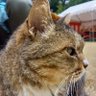 Фото профиля 米国株@猫