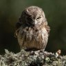El Buho Chico profil fotoğrafı