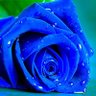 blue bells's profile picture