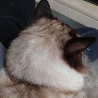 まきせん(杜)'s profile picture