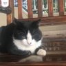 Peri profil fotoğrafı