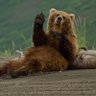 Bear Claw's profile picture
