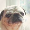 puquita's profile picture