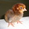 Profilbild von Agụnwa🐯