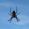 Dmitry Tsirulev 🕷️ profil fotoğrafı