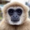 gibbon's profile picture