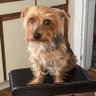 DogTheWorldEaterOffical profil fotoğrafı