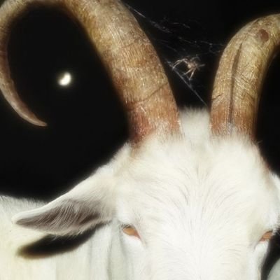 friyys's profile picture