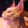 ftksuperman profil fotoğrafı