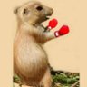 Profilbild von Poochiedude