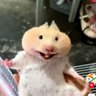 Profilbild von Junior W.R