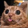 キアセル's profile picture