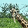 aaronski's profile picture