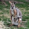 Surprised Wallaby Noises profil fotoğrafı