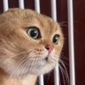 還暦世代やで 的头像