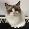 BRIGHTWIN🎋🎏(=^ェ^=)'s profile picture