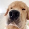 Retriever🐶 的头像