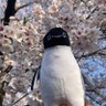 Profilbild von ダイチ