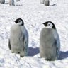 Profilbild von 🌈ペンギンのさんぽ🐧