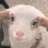 Hiyaaaa's profile picture