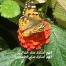 Фото профиля Ayat Ali