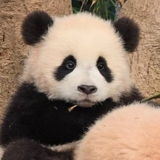Phazzee 🐼🚀 | 中国航天 🇨🇳 | 🇵🇸🏳️⚧️🏳️🌈's profile picture