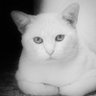 Profilbild von J.A.