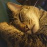 🌼さむらいねこ🌼 profil fotoğrafı