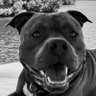 Profilbild von OnlyFins-813 😎🐶🎣🇺🇸🏴☠️