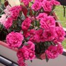 Фото профиля المنذر كوكي