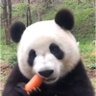 Amaury Pluche 的头像