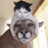 Q (JoJo)'s profile picture