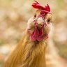 Chicken's profile picture