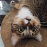 ꑭ київських життів's profile picture