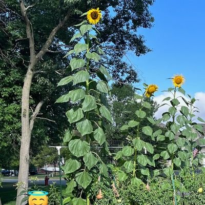 Savage Gardens's profile picture