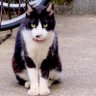 Фото профиля ウルトラグレイス田中(=^x^=)