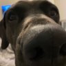 MountainDogMa's profile picture