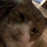 Profilbild von Ivan Olivas ♊️ 😔🤟