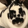 Nommiin profil fotoğrafı