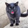 猫の黒ちゃんねる🐈⬛ 的头像