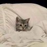Aʅƚȥҽƈԋ profil fotoğrafı