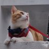 Sherin 🐈🔻's profile picture